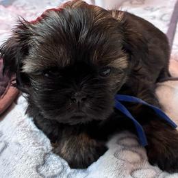 Amelia - Sable female Shih Tzu puppy in Kettering, Ohio from The Ruff Life Tribe