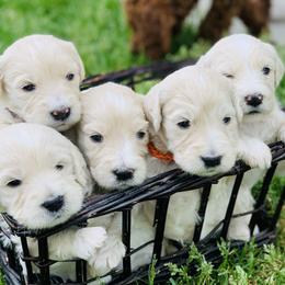 Cavapoos, Goldendoodles, and Poodles from Alpine Poodle and Doodle