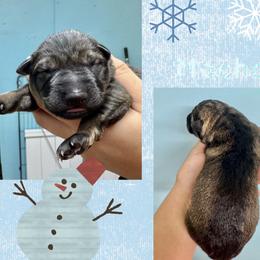 Mocha - Blue collar boy - Sable male German Shepherd puppy in Oakley, California from Von Guadachi German Shepherds & Audacity Border Collies