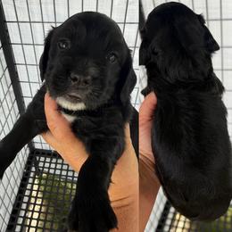 Boy 2 - Black male English Cocker Spaniel puppy in Millen, Georgia from Pine Hill Kennels