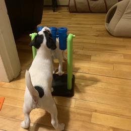 Parson Russell Terrier Puppies from HeartSongs Haven /Northeast Division
