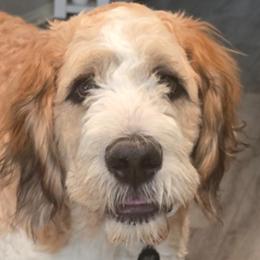 Remmy - Saint Berdoodle