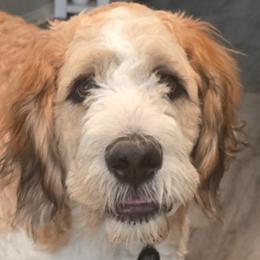 Remmy - Saint Berdoodle