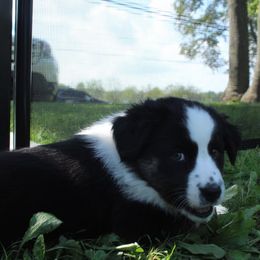 Australian Shepherd Puppies from Bedtime Story Australian Shepherds