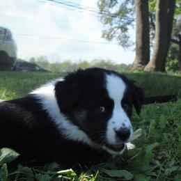 Australian Shepherd Puppies from Bedtime Story Australian Shepherds