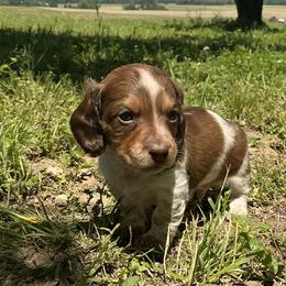 Atlas - Piebald male Dachshund puppy in Monroe City, Indiana from Monroe’s Hillcrest Dachshunds