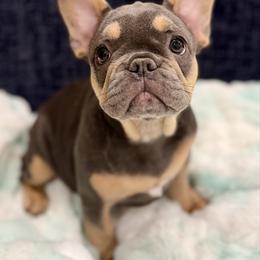 Lilac girl - Tricolors female French Bulldog puppy in Wagoner, Oklahoma from Frenchie Frys