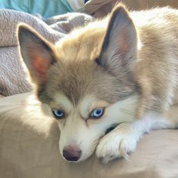 River - Pomsky