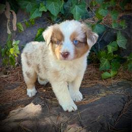 Cruz - Red merle male Miniature Australian Shepherd puppy in Lakeport, California from Akins Aussies/Wild Rose Ranch