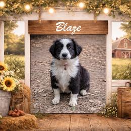 Blaze - Black & white male Australian Shepherd puppy in Citra, Florida from AEW Farm