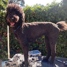 Australian Labradoodles, Labradoodles, and Poodles from Classic Poodles and Doodles