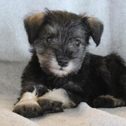 Rosy - Salt and pepper female Miniature Schnauzer puppy in Richardton, North Dakota from Crooked Tree Ranch