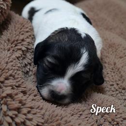 Speck - Black tri-color female Aussiedoodle puppy in Lebanon, Oregon from Abbott Family Farm