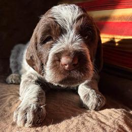 Ironman - Chestnut and gray male Wirehaired Pointing Griffon puppy in Grangeville, Idaho from Happy Hollow Griffons