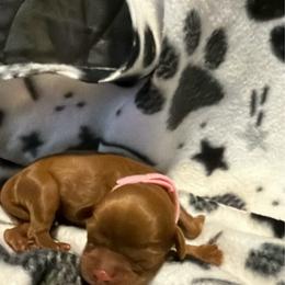 Vixen - Ruby female Cavalier King Charles Spaniel puppy in Destin, Florida from Ruby’s Coastal Cavaliers