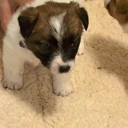 Girl 3 - Tri-color female Jack Russell Terrier puppy in Berthoud, Colorado from Shelby Burleson's Golden Retrievers and Jack Russell Terriers