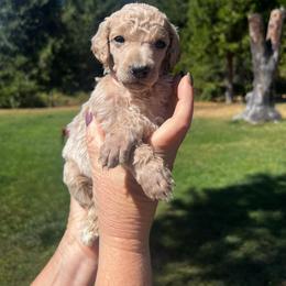 Teddy - Cream male Poodle puppy in Wolf Creek, Oregon from Dejah Bleu Kennels