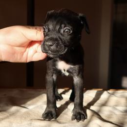 Freya - Black female Cane Corso puppy in Houston, Texas from Mortaio Cane Corso
