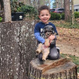 Aussiedoodle Puppies from My Classy Doodles