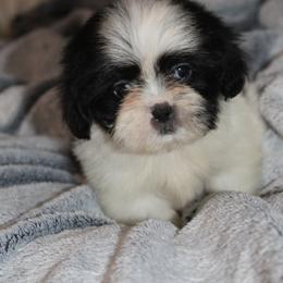 Walter - Black and white male Shih Tzu puppy in Tampa, Florida from Fancy Shih Tzus Florida