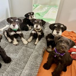 Miniature Schnauzer Puppies from Reservoir Dogs