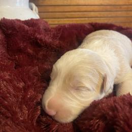 Boy 1 - Black and white male Border Collie puppy in Lakeview, Michigan from Haven Creek Farm