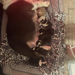 Bulldog Puppies from Sanford and Son Bulldogs