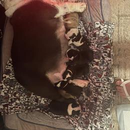 Bulldog Puppies from Sanford and Son Bulldogs