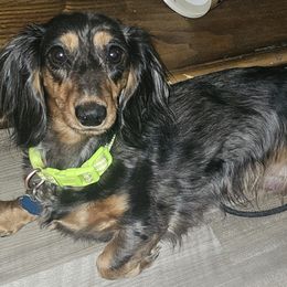 Dachshund Puppies from Smiling Dog Dachshunds