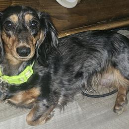 Dachshund Puppies from Smiling Dog Dachshunds