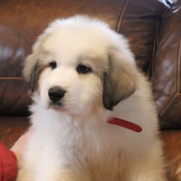 Great Pyrenees Puppies from White O'Morn Farm AKC Great Pyrenees