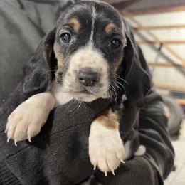 Girl 3 - Black brown and white female Basset Hound puppy in Noblesville, Indiana from Russell Bassets