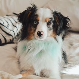 Australian Shepherds from Robertson’s Stud Service