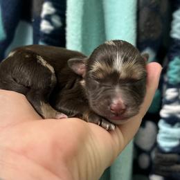 Girl 2 - Miniature Australian Shepherd puppy in Buchanan, Georgia from Stanleyville Farm Mini Aussies