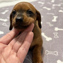 Sydney - Red female Dachshund puppy in Raeford, North Carolina from Army of Dachshunds
