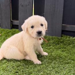 Walnut - Light golden male Golden Retriever puppy in Oak Hill, Florida from Swingin T Ranch LLC