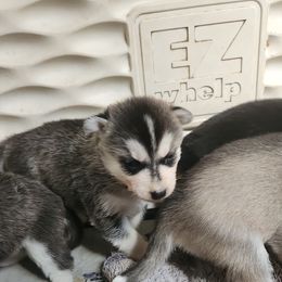Siberian Husky Puppies from Spirit of the Moon Siberians