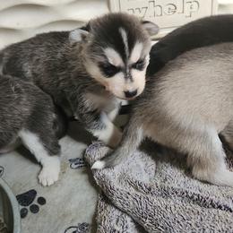 Siberian Husky Puppies from Spirit of the Moon Siberians