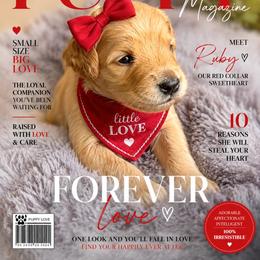 Red collar - Cream female Goldendoodle puppy in Aurora, Illinois from Chicago Goldendoodles