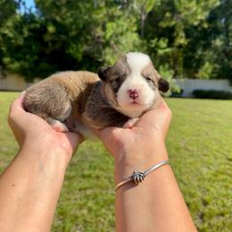 Cookie - Red and white male American Corgi puppy in Florida from Sunrise Corgis