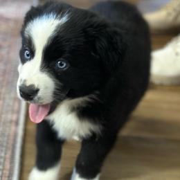 Buster - Black & white male Miniature Australian Shepherd puppy in Luling, Texas from Little Wood Toy and Mini Aussies