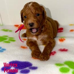 Vortex - Red  female Goldendoodle puppy in Beecher, Illinois from Erica’s Doodles