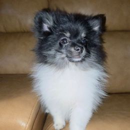 Hunnibunnies mizu - Tri-colored male Pomeranian puppy in Cleveland, Ohio from Hunnibunnies