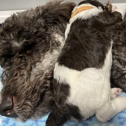 Poodle Puppies from Country Side Kennels