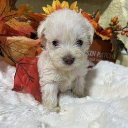 Blanca - Wheaten female Miniature Schnauzer puppy in Lufkin, Texas from C&K’s Schnauzer House