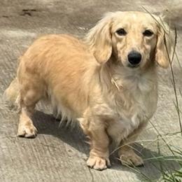 Goose - Dachshund