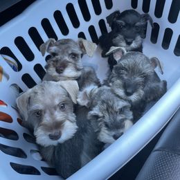 Miniature Schnauzer Puppies from L & R Miniature Schnauzers