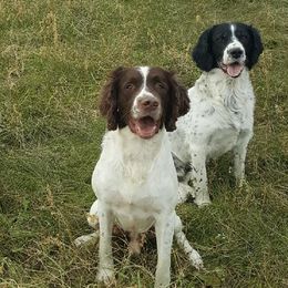 English Springer Spaniels from Brolly Spaniels