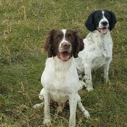English Springer Spaniels from Brolly Spaniels