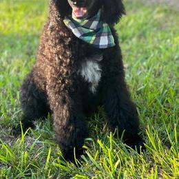 Boy 1 - Poodle puppy from JEN's Poodles